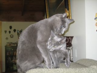 Minnie mouse and Russian blue Bear